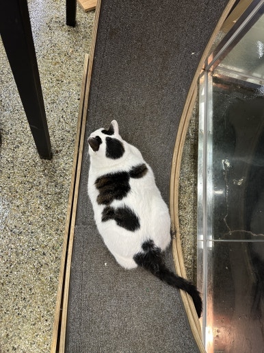 동물다방 이미지