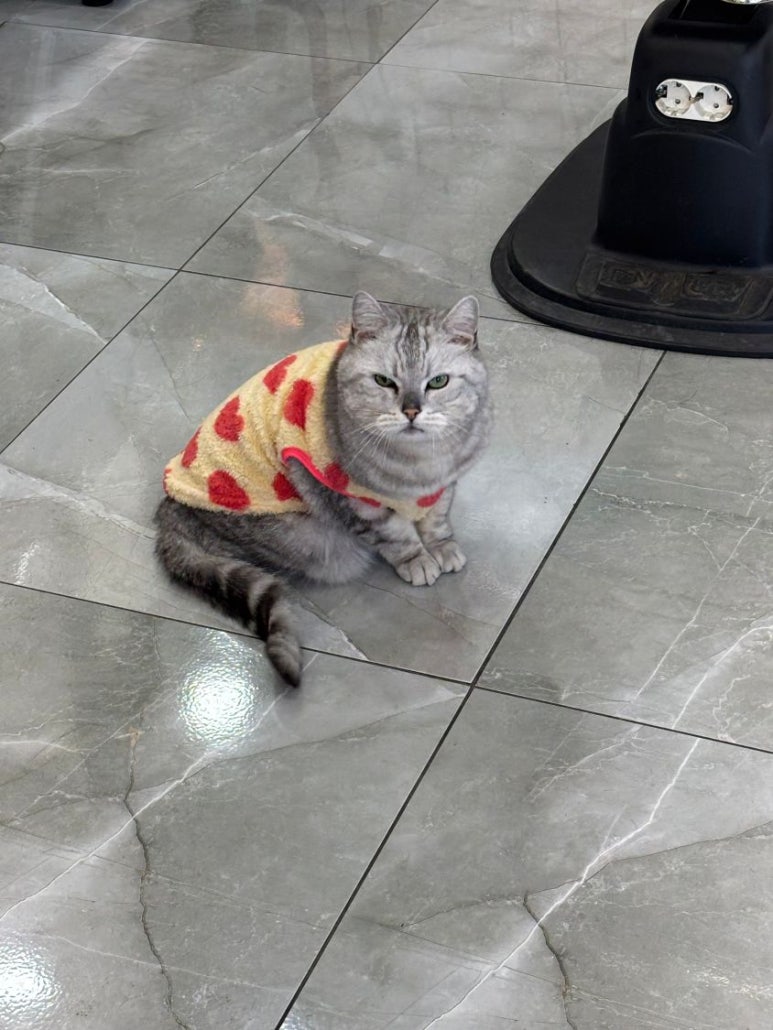 헤어마임 이미지