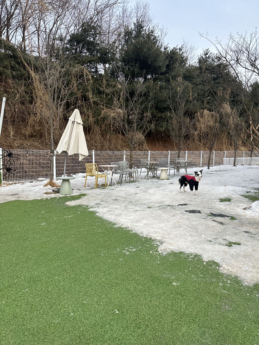 동탄애견카페 카페사개, 넓은 운동장과 편리한 주차 — 사진 5