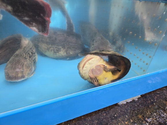 제일전복횟집 이미지