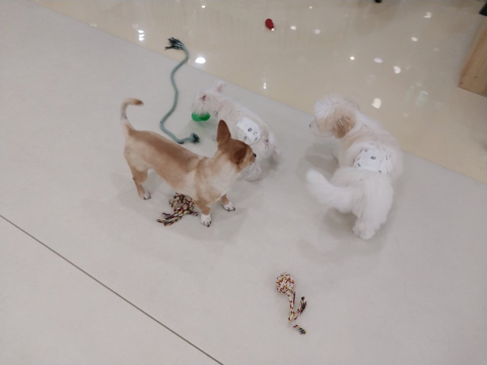 여의도유치원 이미지