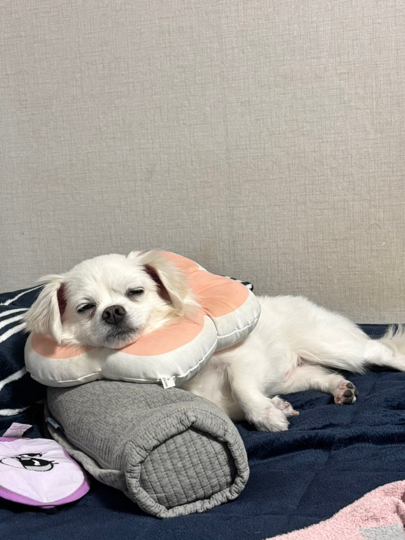 삼진카센타 이미지