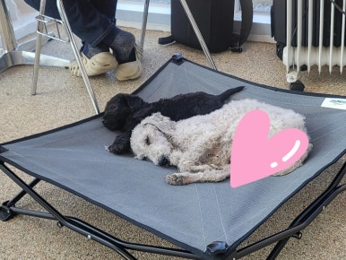 옐로우레빗츠 이미지