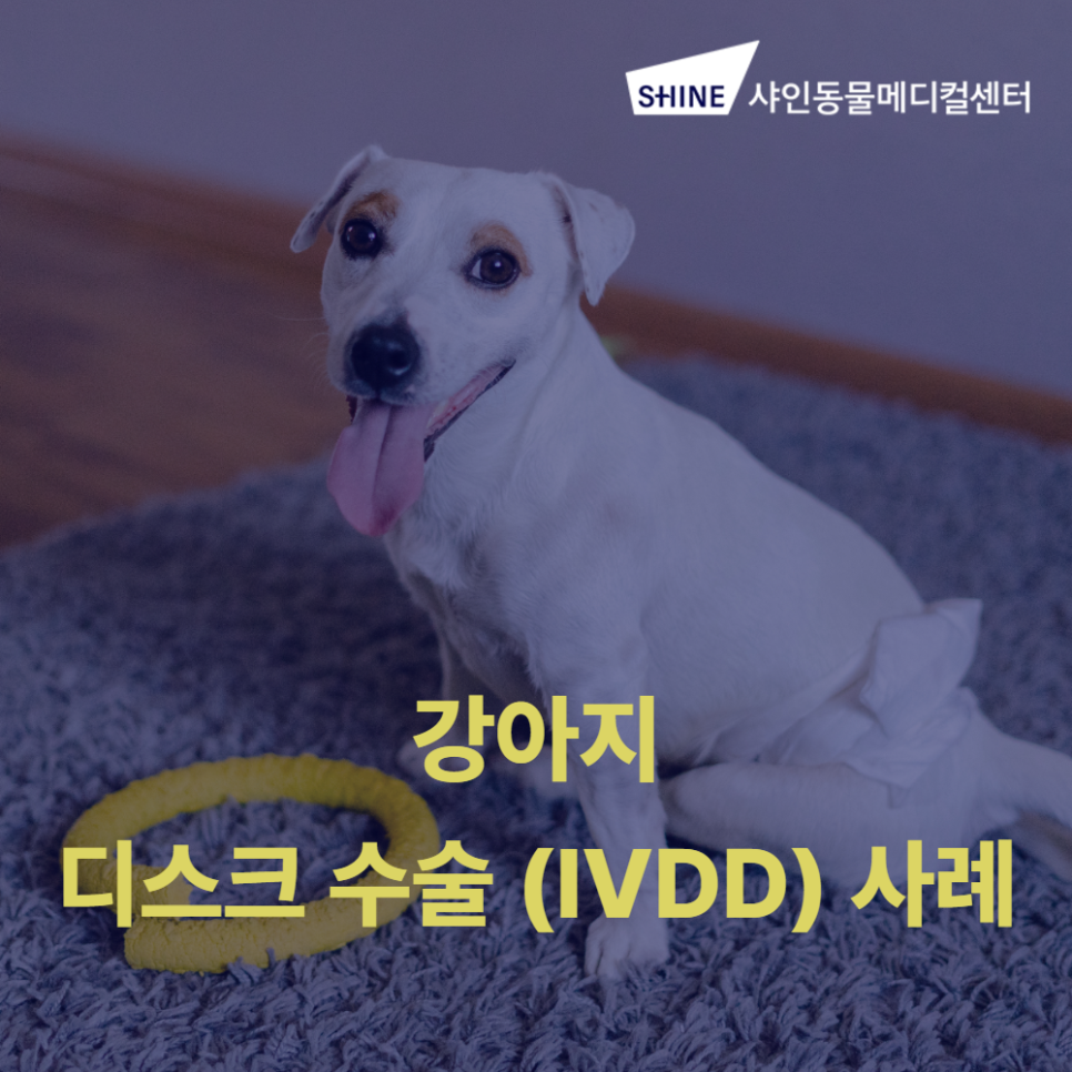 송파 강아지 디스크 수술(IVDD) 비용 및 회복 과정 안내 — 사진 1