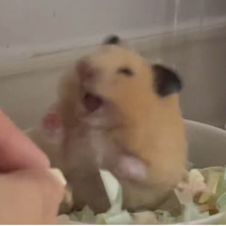 현사무기 이미지