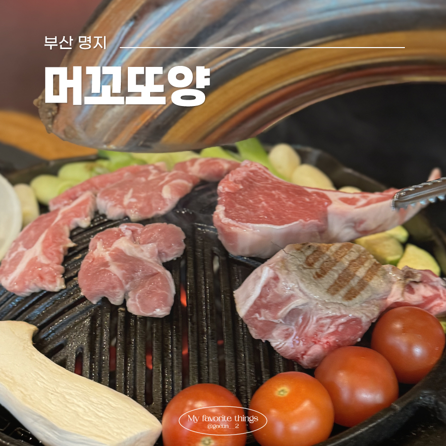 머꼬또양 이미지