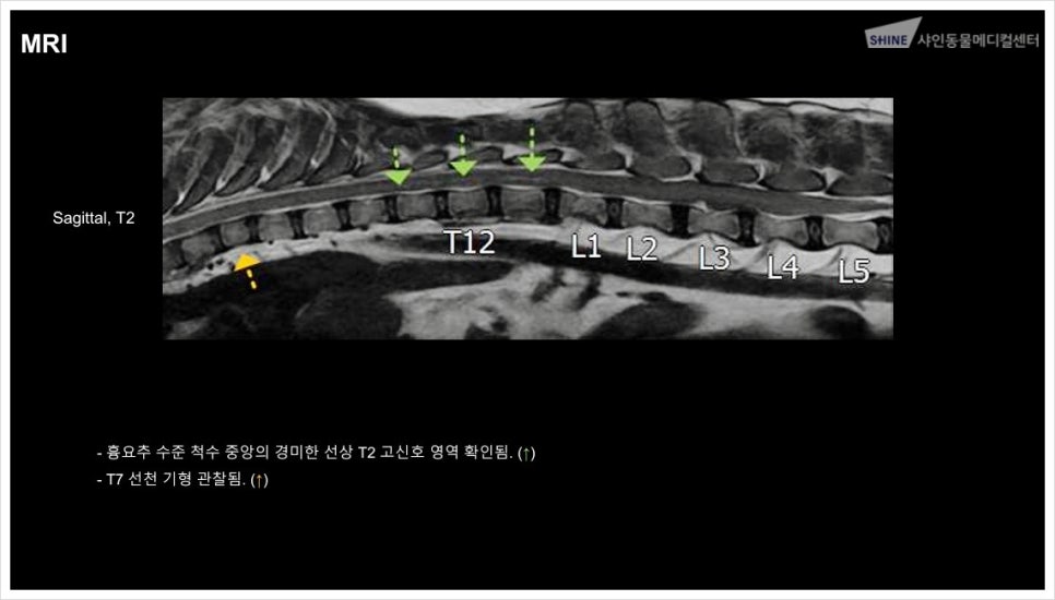 송파 강아지 디스크 수술(IVDD) 비용 및 회복 과정 안내 — 사진 4
