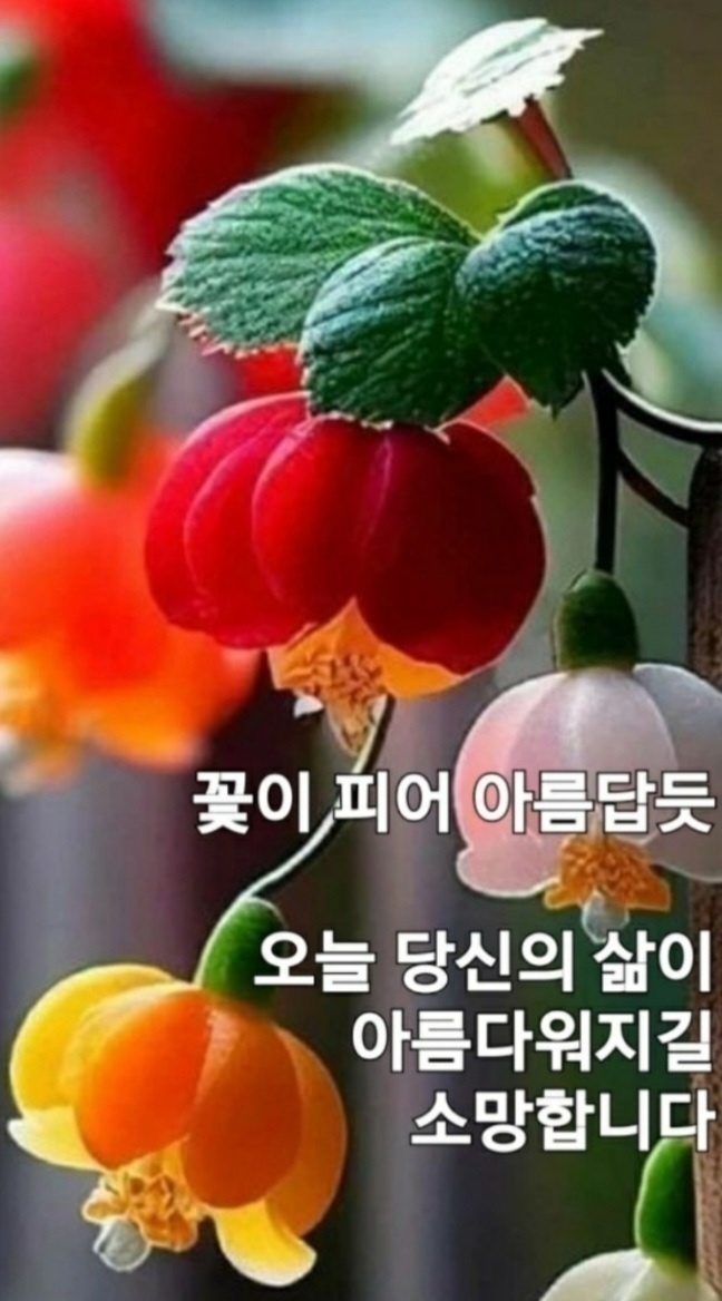 수지상사 이미지