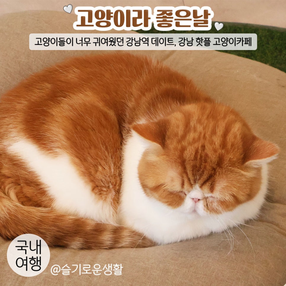 고양이라좋은날 이미지