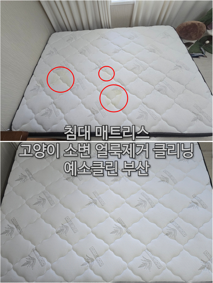 비에스클린 이미지