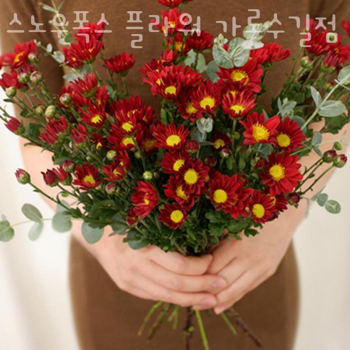 스노우폭스 이미지