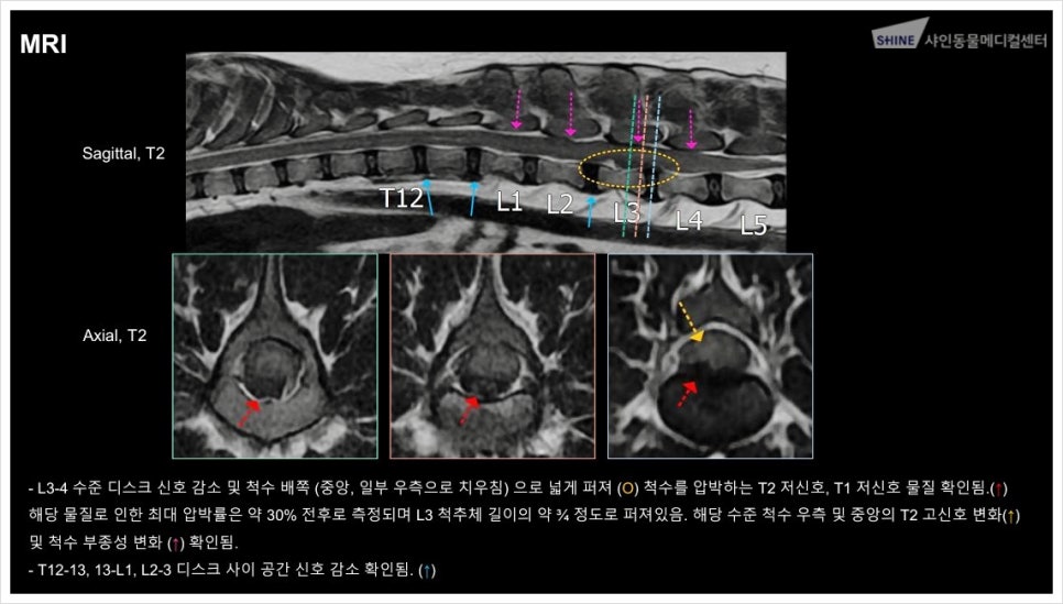 송파 강아지 디스크 수술(IVDD) 비용 및 회복 과정 안내 — 사진 3