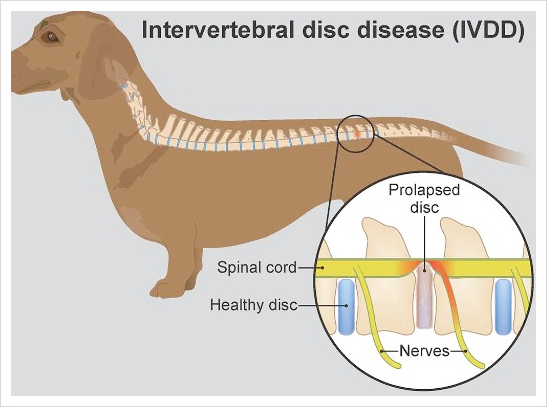 송파 강아지 디스크 수술(IVDD) 비용 및 회복 과정 안내