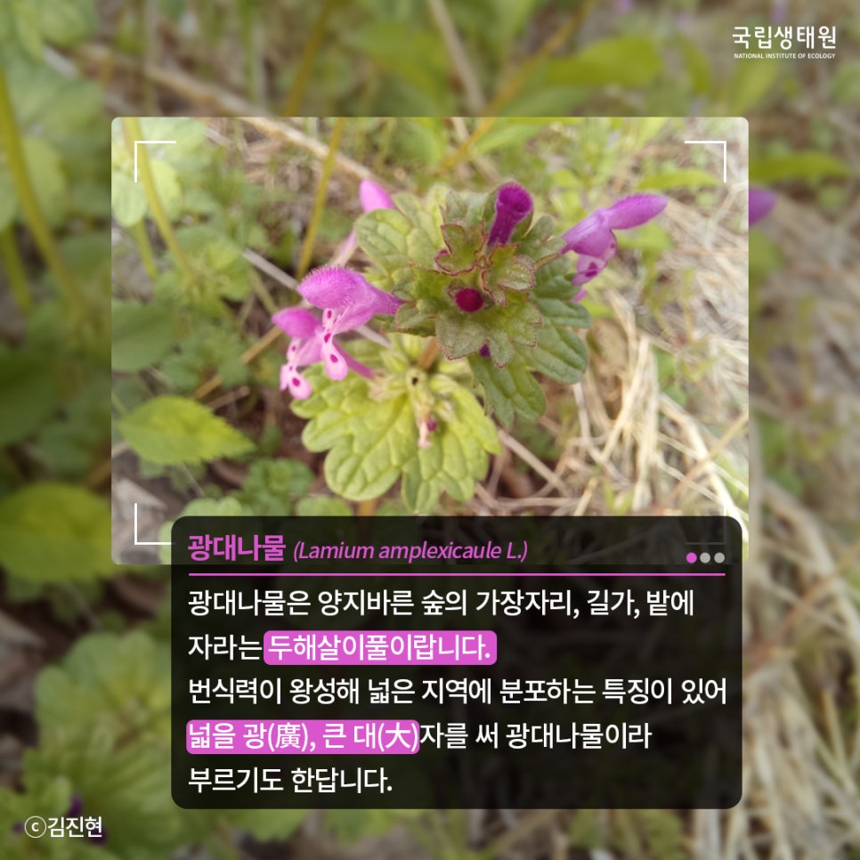 광대나물 이미지