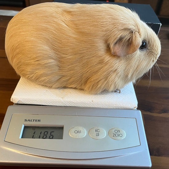노아 이미지