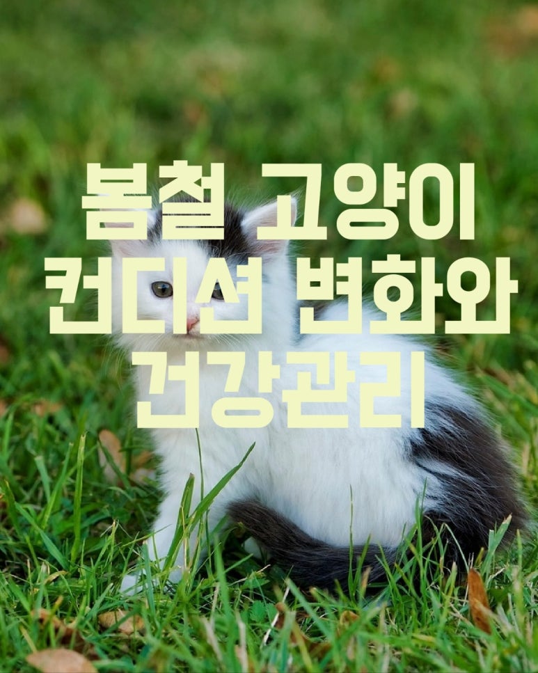 봄철 고양이 컨디션 변화와 건강관리
