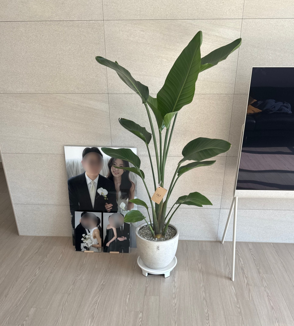 식물가게;릴트 이미지