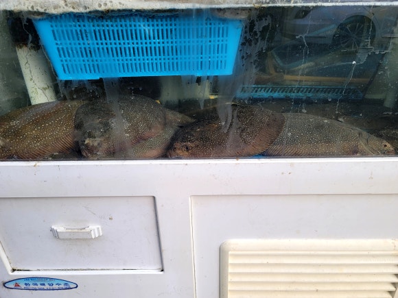 광광수산횟집 이미지