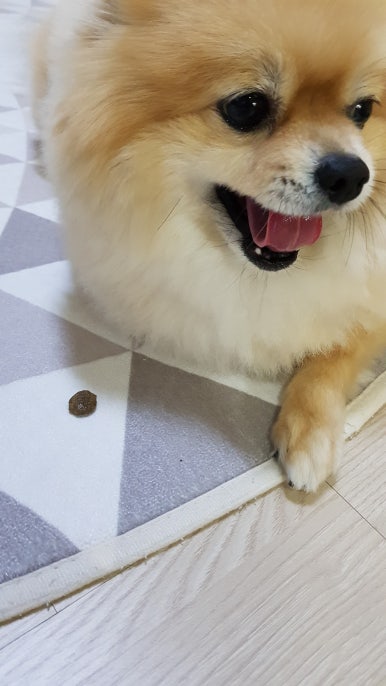 까다롭개 이미지