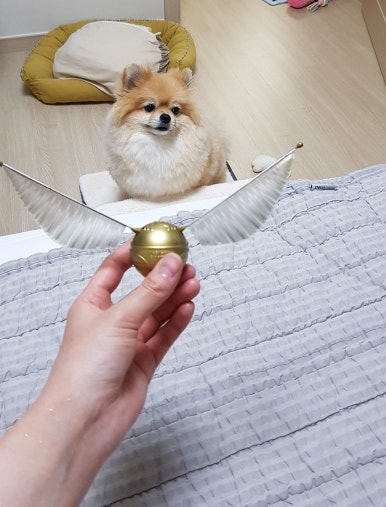 까다롭개 이미지