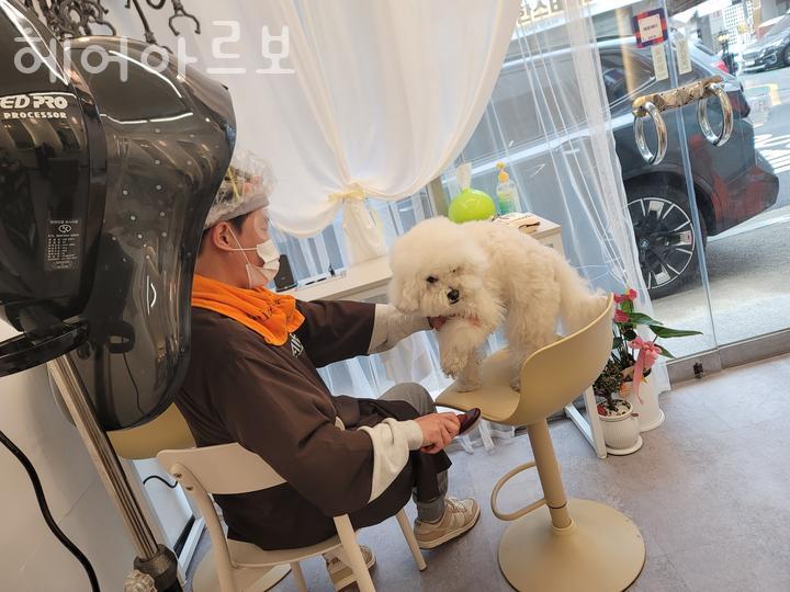 아르보헤어 이미지