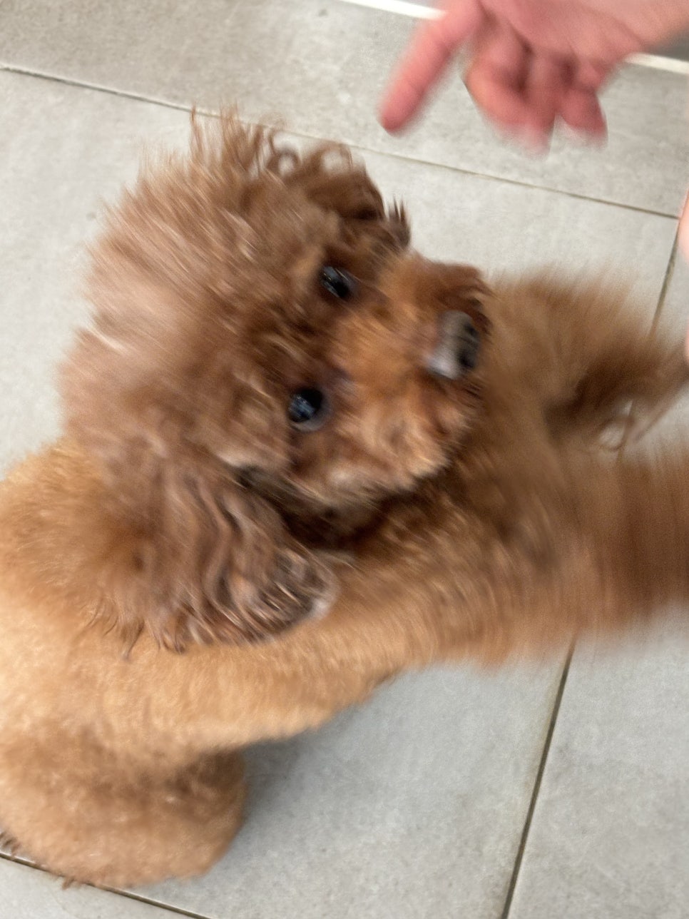카페네롤리 이미지