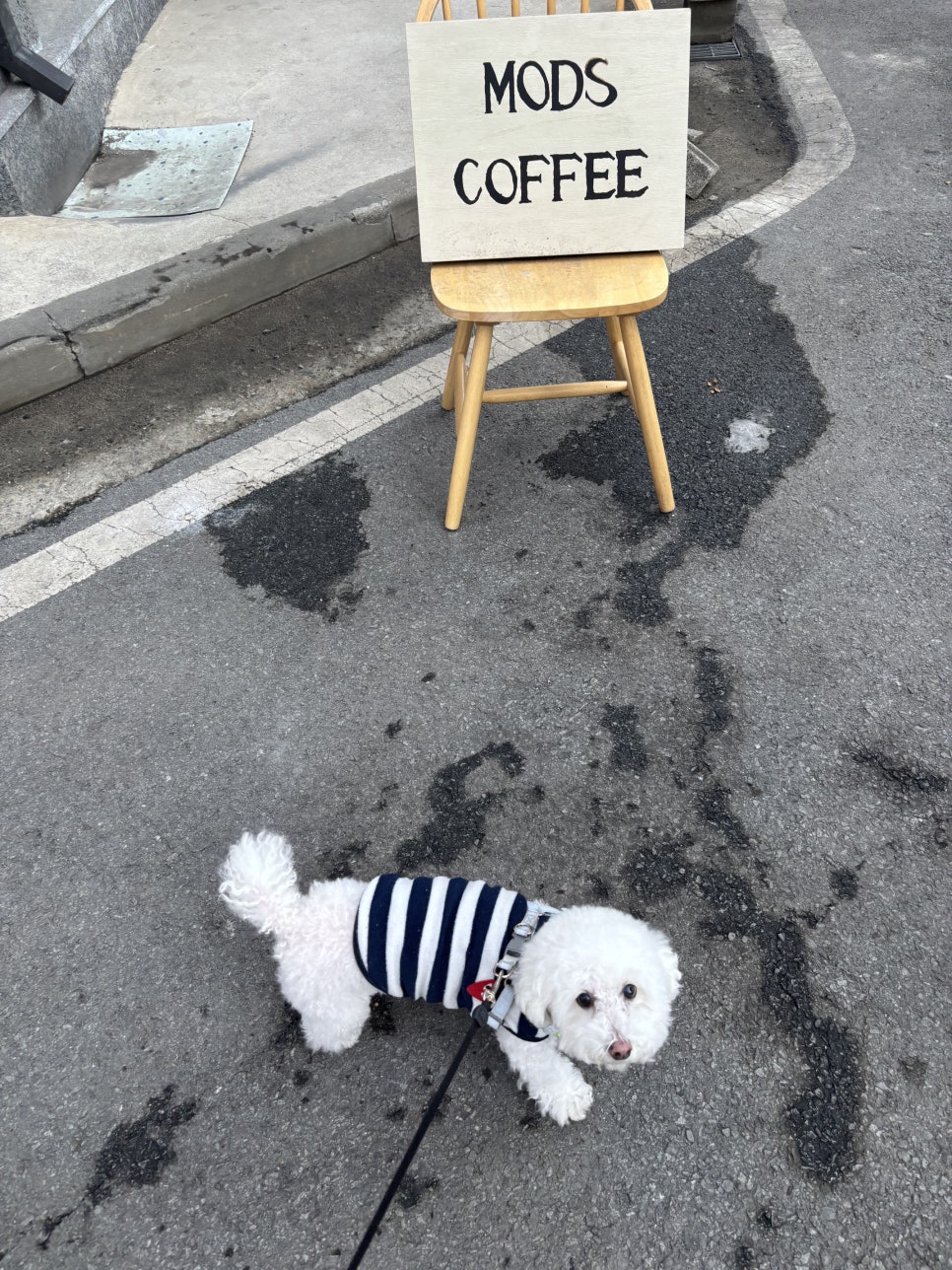 더모즈커피바 이미지
