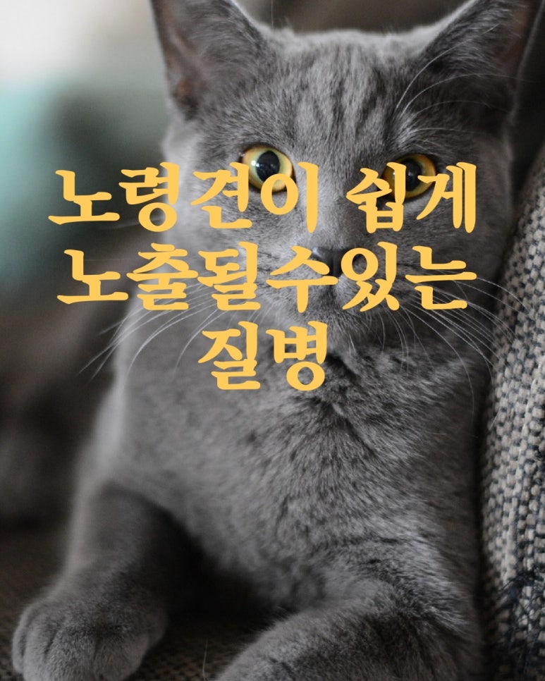 노령견이 쉽게 노출될 수 있는 질병