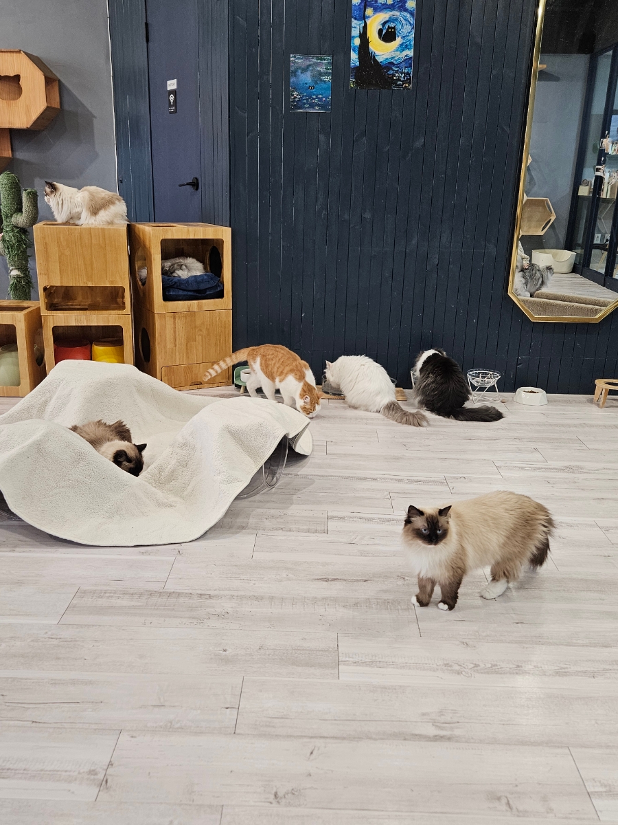 캣츠앤미 이미지
