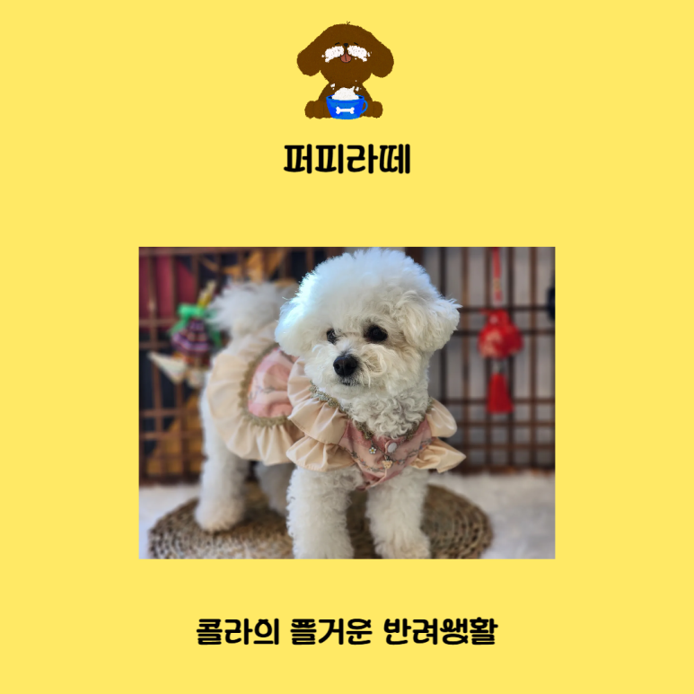 퍼피라떼 이미지