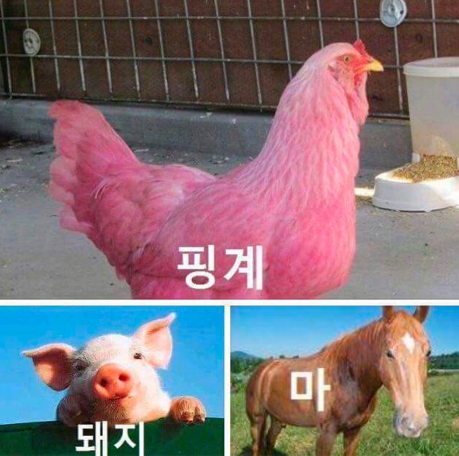 시샘달 이미지