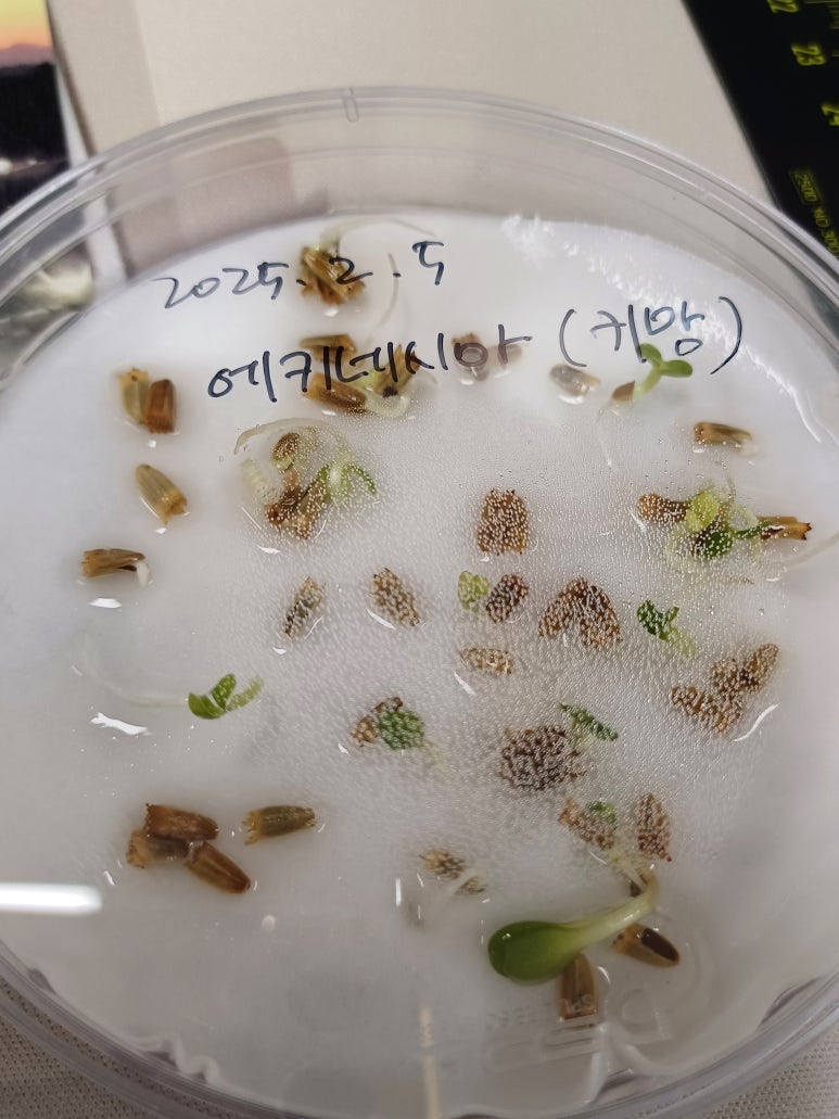 키맘 이미지