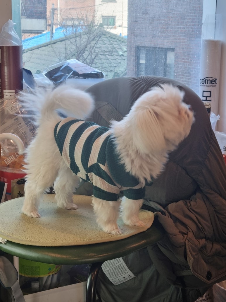 치코커피 이미지