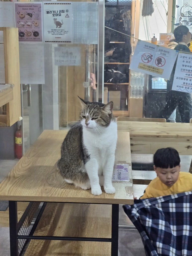 댕댕냥냥부천점 이미지