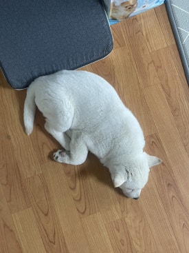 발모아 이미지