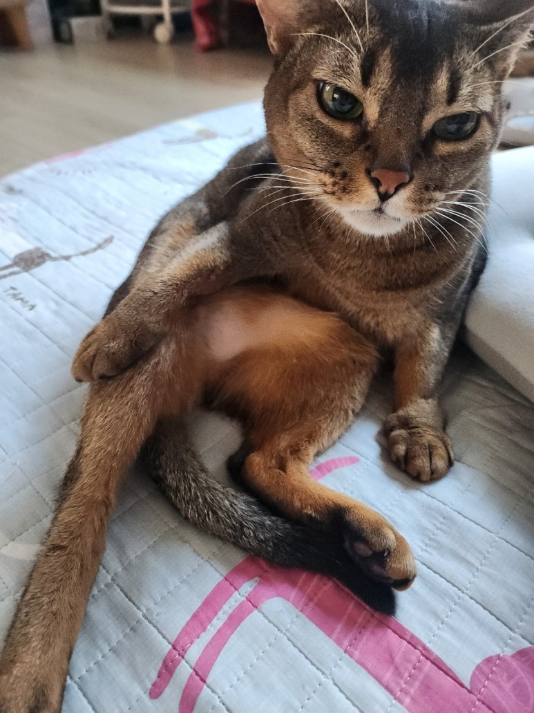 성꼬미 이미지