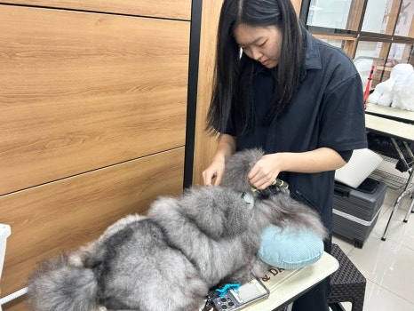 에이스애견미용학원 이미지