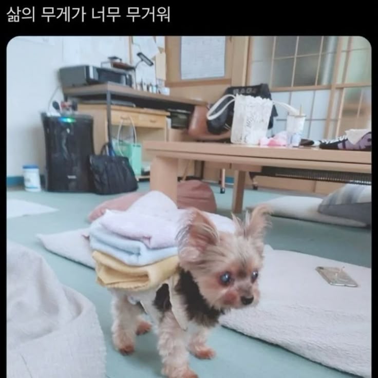 디오헤어# 이미지