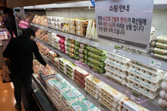 계란나라 이미지