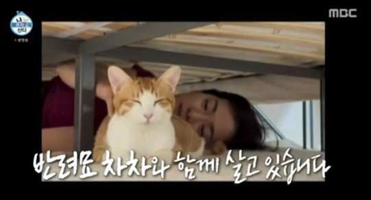 차차 이미지
