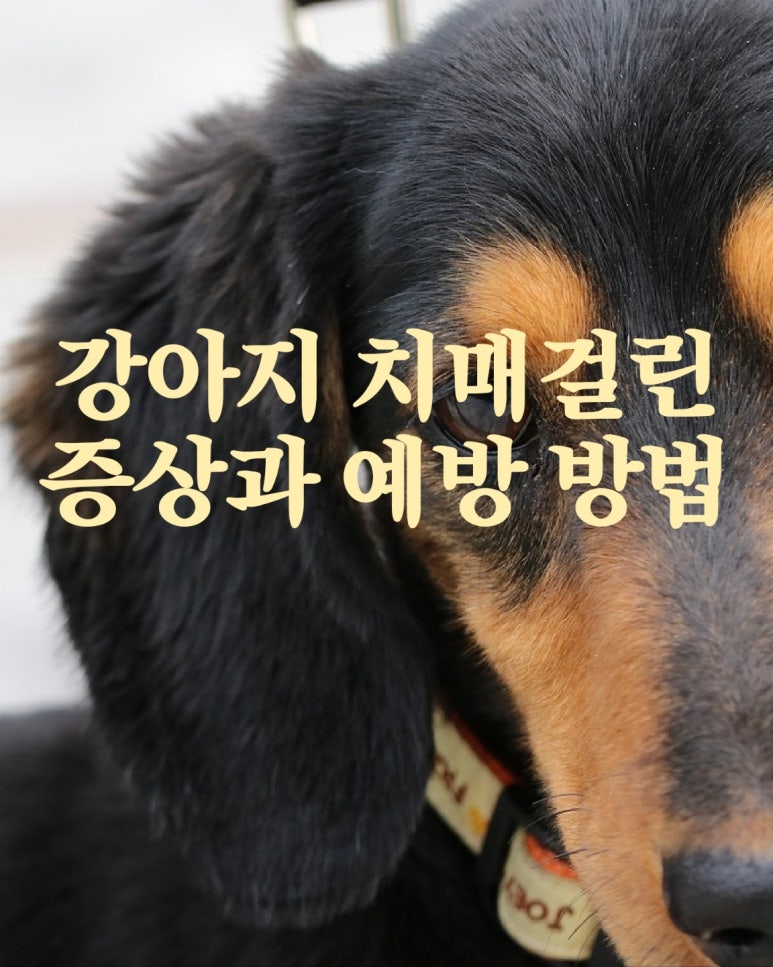강아지 치매걸린 증상