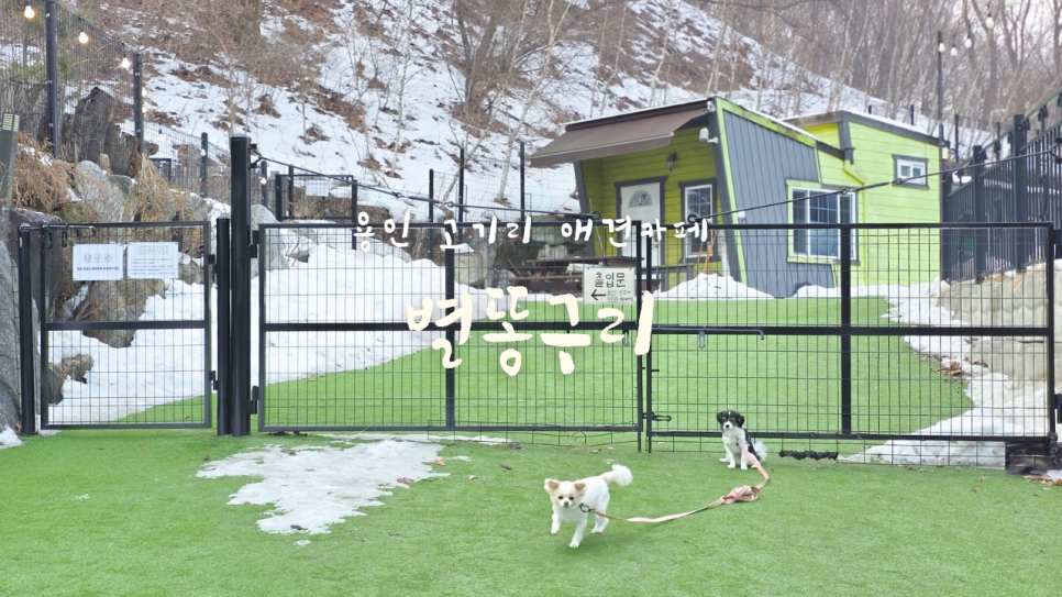 별똥구리 이미지