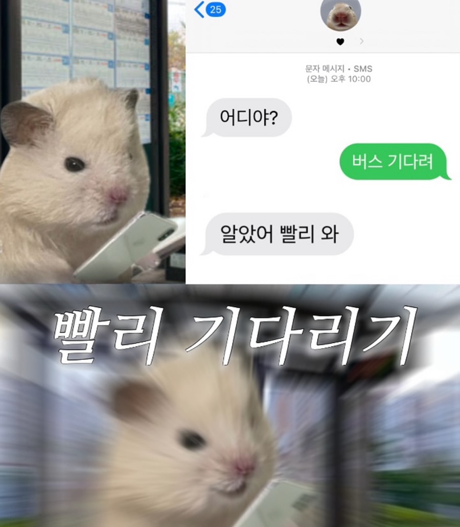 머꼬요 이미지