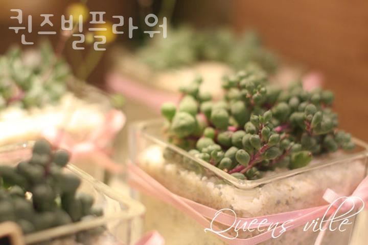 퀸즈빌플라워 이미지