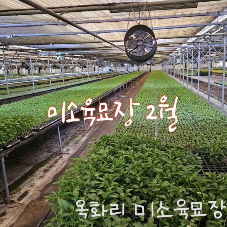 미소육묘장 이미지