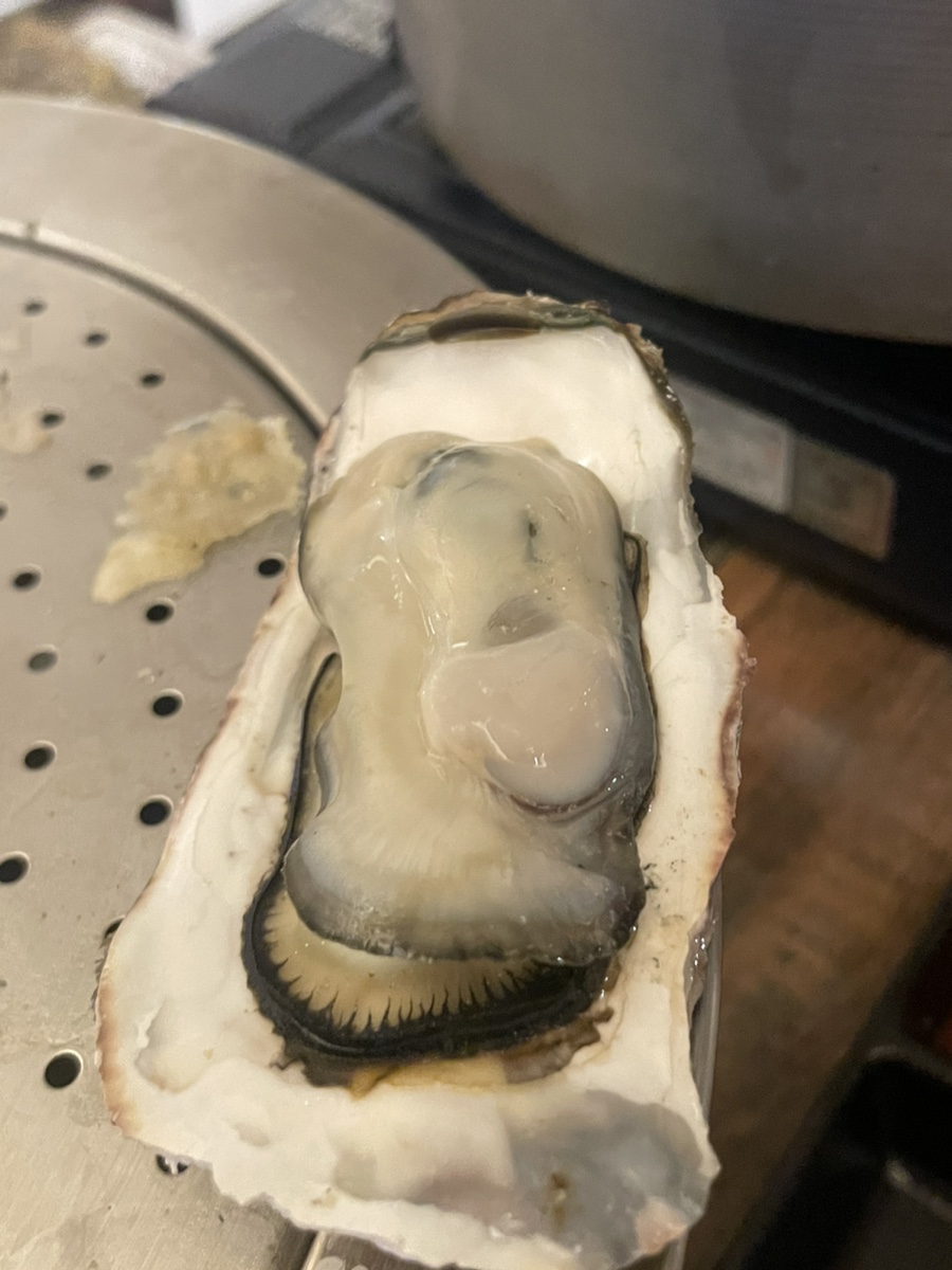 조개본능 이미지