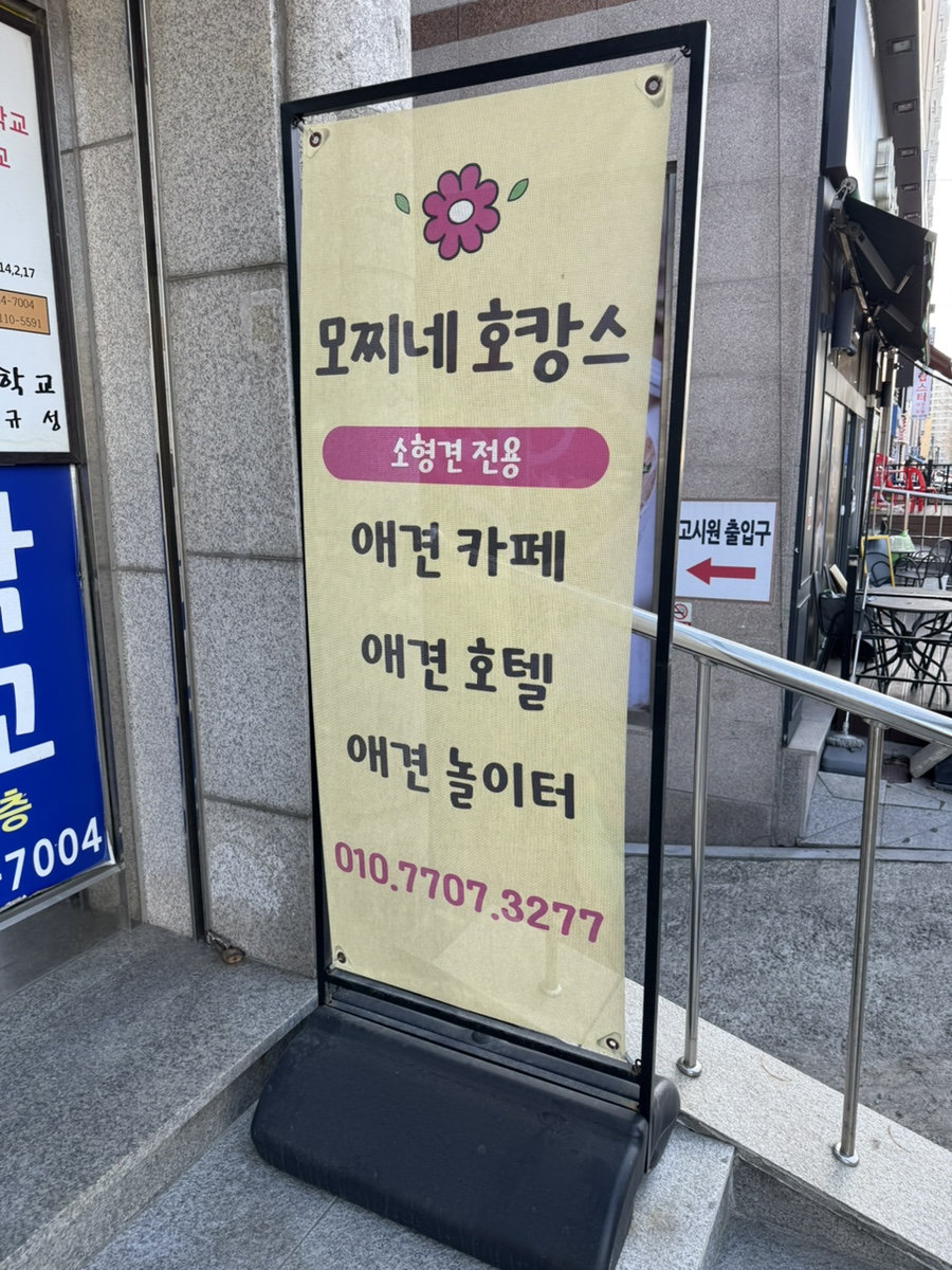 성남 수진역 애견카페 모찌네호캉스 호텔 후기 — 사진 4
