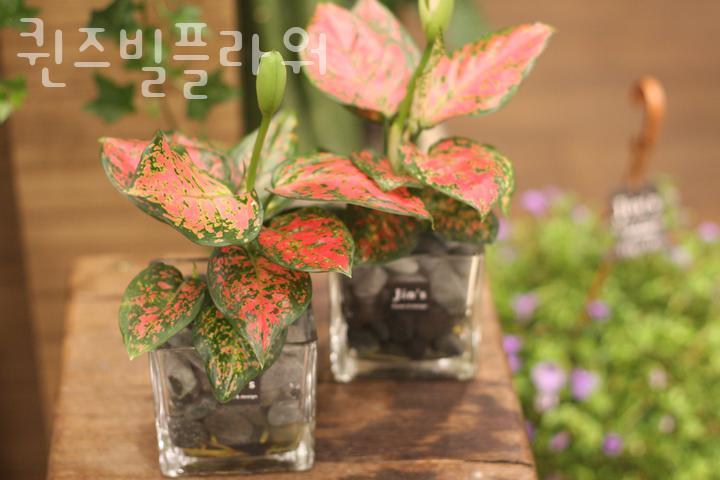 퀸즈빌플라워 이미지