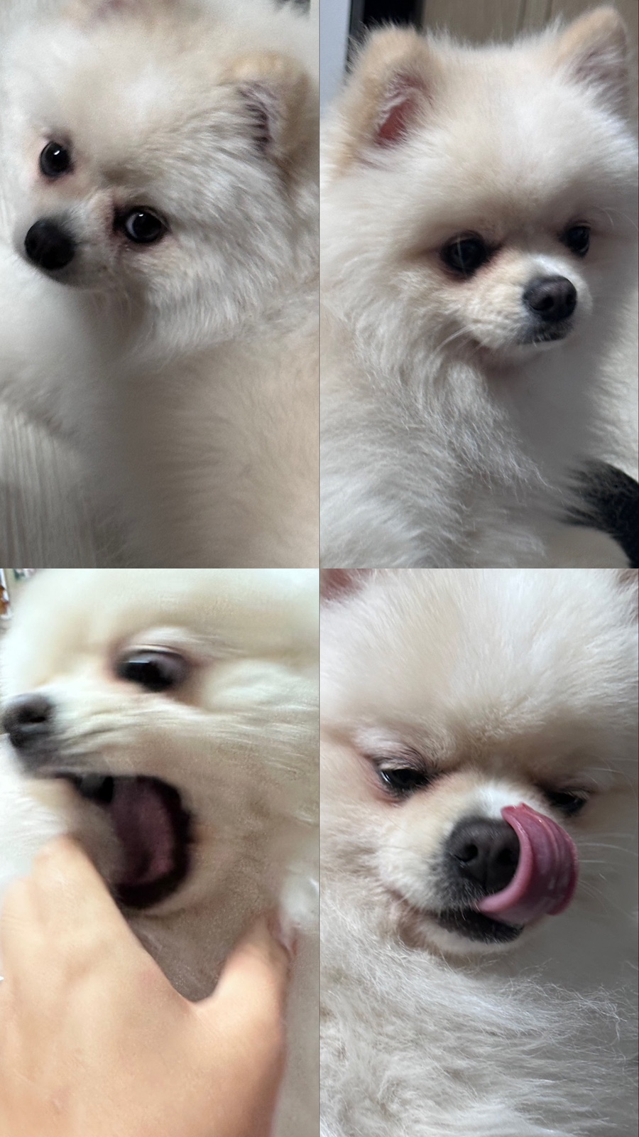 우아블리 이미지