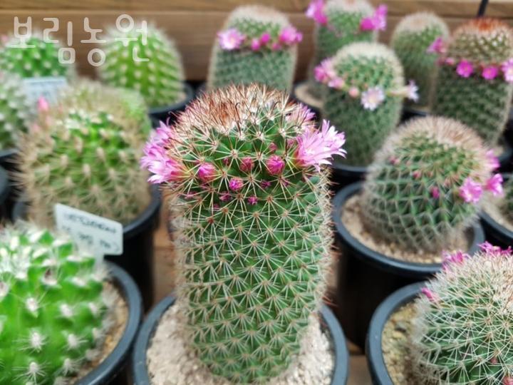 보림농원 이미지
